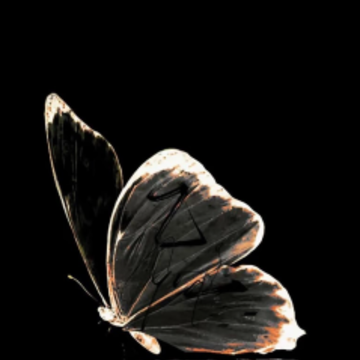 ��۱�ֽ