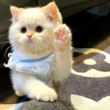 ��Ů���ѳ���������İ� Ů�������������ʺ���