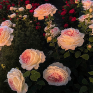 Ů�˻��ү��˵˵ һ��Ů�˻����������¼