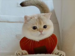 �����ȶ���Ʒ�ʵ����� ���ľ��������ǳ�