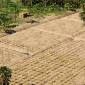 ũ��ģ����Field Farmers