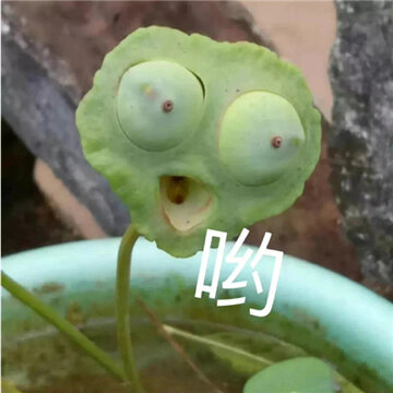 可爱系列又很搞怪的表情 我和我的小伙伴惊呆了 可爱系列又很搞怪的表情 我和我的小伙伴惊呆了