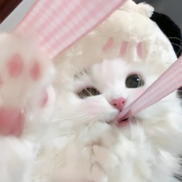 ������Ӯ��ɱ�Է��ľ��� �������ֳ��ܱ�ʤ���İ�