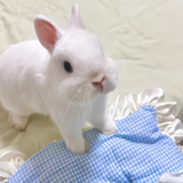 ί������������˵ľ��� ���������Է�����¼