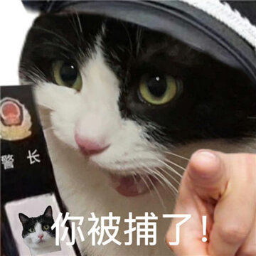 �����󷨹����߶ϰ�è����� ���Сè�ɳ���