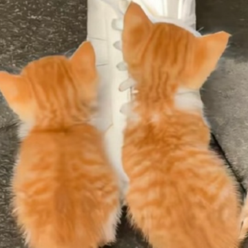 �������е��İ���� ˵�߾��ߵ������İ�