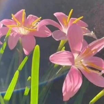 ʧ���󾢺ܴ��˵˵ ʧ����������µĻŵĶ̾�