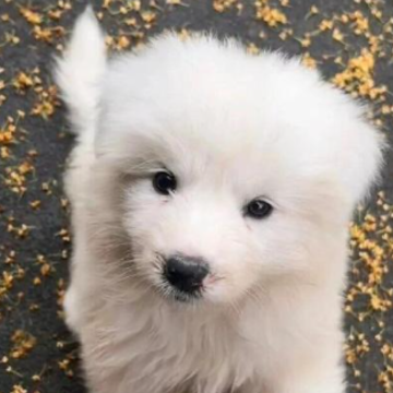 ���ܹ��ݵĴ�����ϵ�İ� ��crush�ĵ�ϵ�İ�