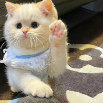 ��������ϵ����С���� �ر�С�ڵĺ���������