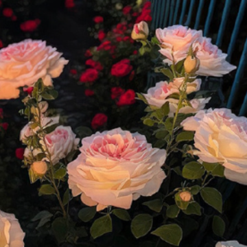 ��һ�۾Ͱ��ϵ�����С��ǩ�� ���ϻ����۵�ǩ������