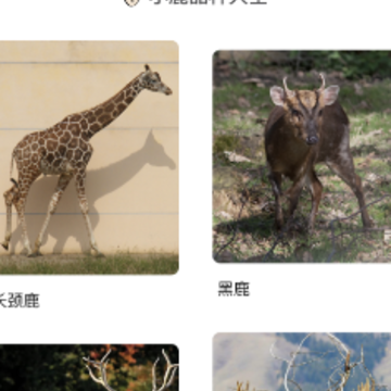 小鹿趣看app下载 小鹿趣看app下载