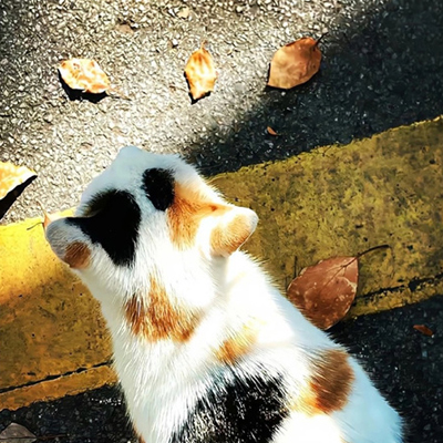 ����������������ͼ�����ָ߼� �ط�ʱ���������˴˶���