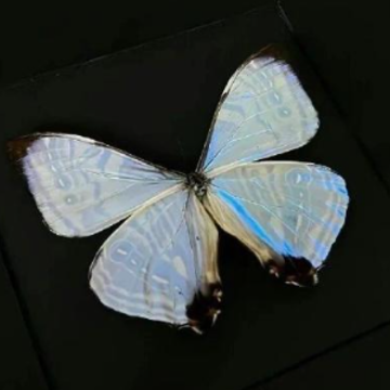 �����л��������İ��̾� ֵ��ϸƷ��ϸ���İ�