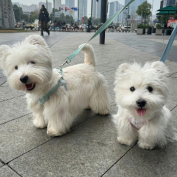 ����Ҹ����ֵ�����ǩ�� ���ֲ����ȵ��Ҹ�ǩ��
