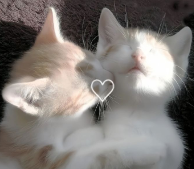 ���ӳɼ���ҵ��ĸ��������˵˵ ���ӳ���ɼ��˸�ĸ����̾�