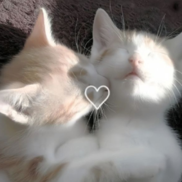 ���ӳɼ���ҵ��ĸ��������˵˵ ���ӳ���ɼ��˸�ĸ����̾�