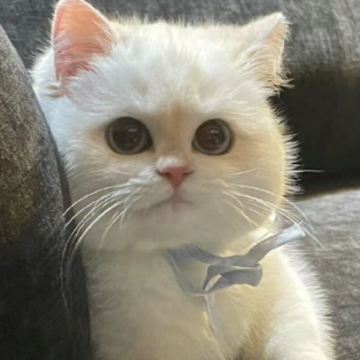 �������ķ����İ� �������ѵĸ��̾�