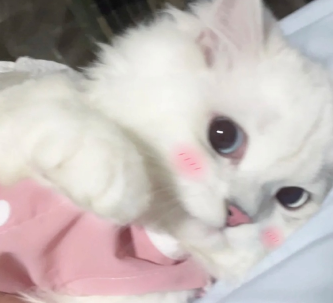 ���극���ɢ�����Ҹ�˵˵ �������е�ɢ������¼