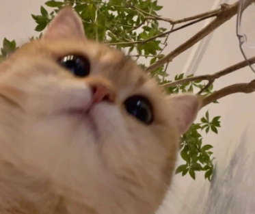 ��䲻��ĳĳ����ֶ���ĳĳ�İ� ������˼��һ���˵��İ�