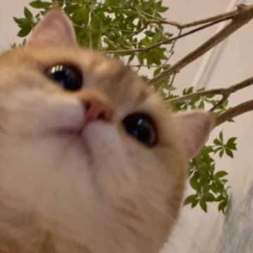 ��䲻��ĳĳ����ֶ���ĳĳ�İ� ������˼��һ���˵��İ�