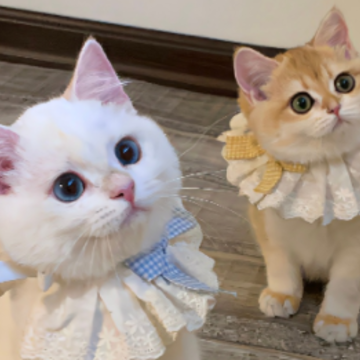 �ɳڸи���ǩ���İ� �������������õ�ǩ��