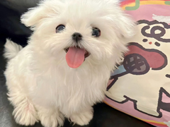 �Լ������ո�л����Ļ� ���ղ���ĸ���Ķ̾�