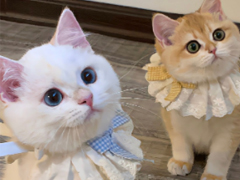 �ɳڸи���ǩ���İ� �������������õ�ǩ��