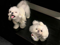 �����ϰ�ֻ���ȥ�������˵˵ �����ϰ�ֻ���ȥ��������İ�