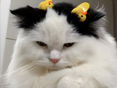 ���ճ�����Ȧ�İ��̾� ���ص��ճ��İ��ɾ�