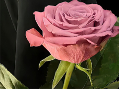 ���¸���ͣ�������²��İ� �²����������˵˵