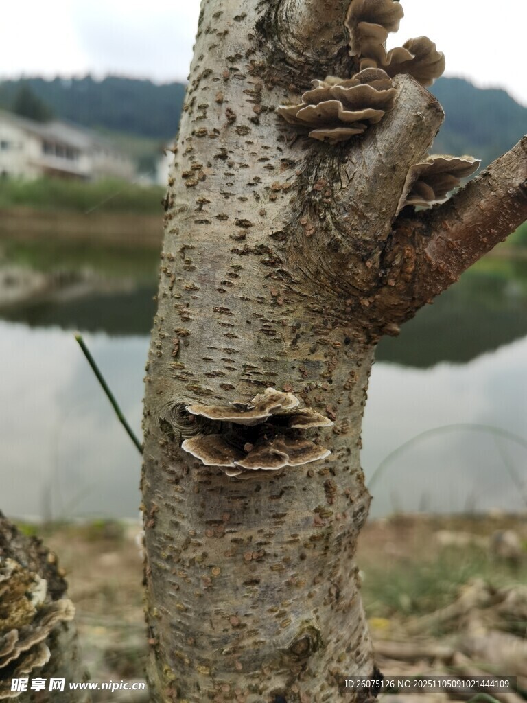 奇怪的树 发光菌寄生在树干上的样子