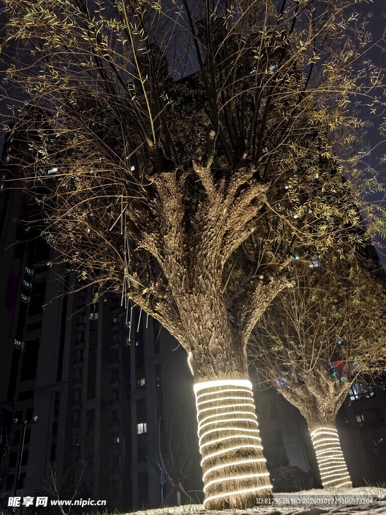 奇怪的树 夜间树林发光现象实拍