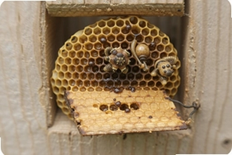 Wild HiveҰ��Ӫ�ع�������¶Ӫ��ȥ��