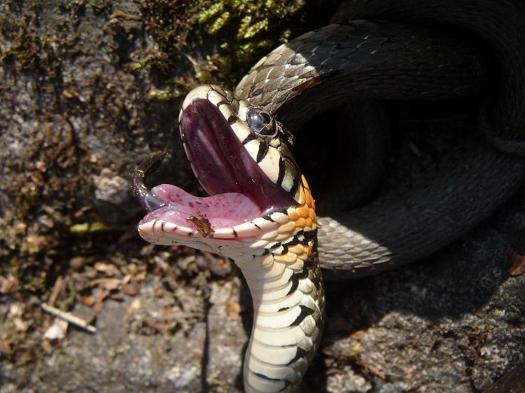 A Snake(一条蛇的故事) 蛇咬伤急救处理方法演示配图