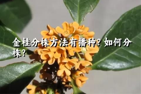 金桂 修剪施肥花芽分化配图