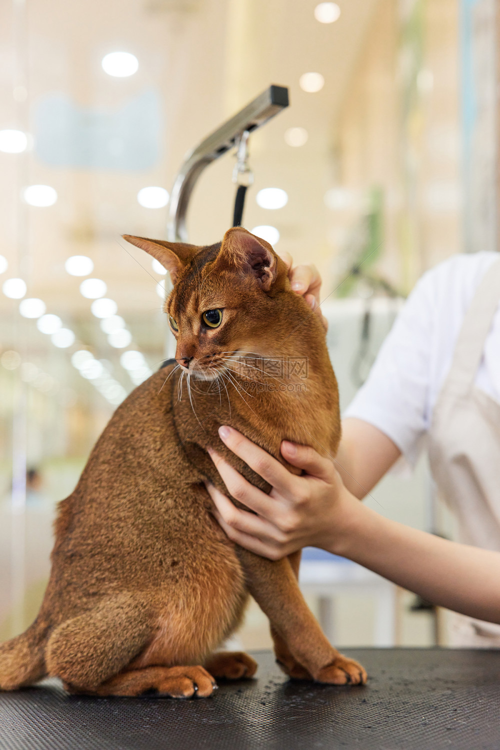 CatSpa(猫精灵护理店)猫咪美容造型套餐 专业修剪