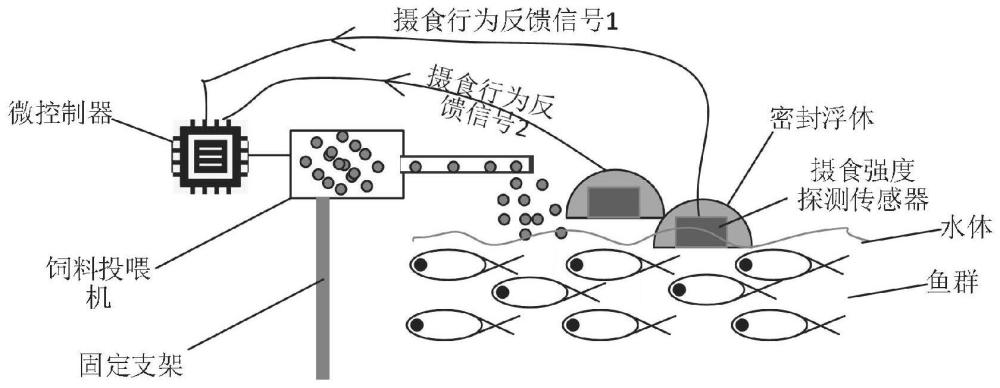 塘总管投喂饲料技巧 鱼群抢食场景