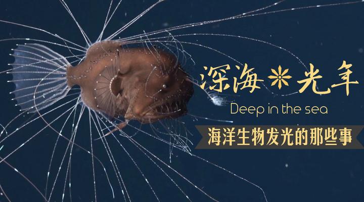 深海进化论 深渊生物发光器与眼睛退化对比实拍图