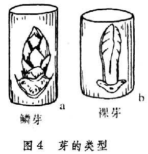 冬芽形成季节 夏末秋初 冬芽鳞片分化过程