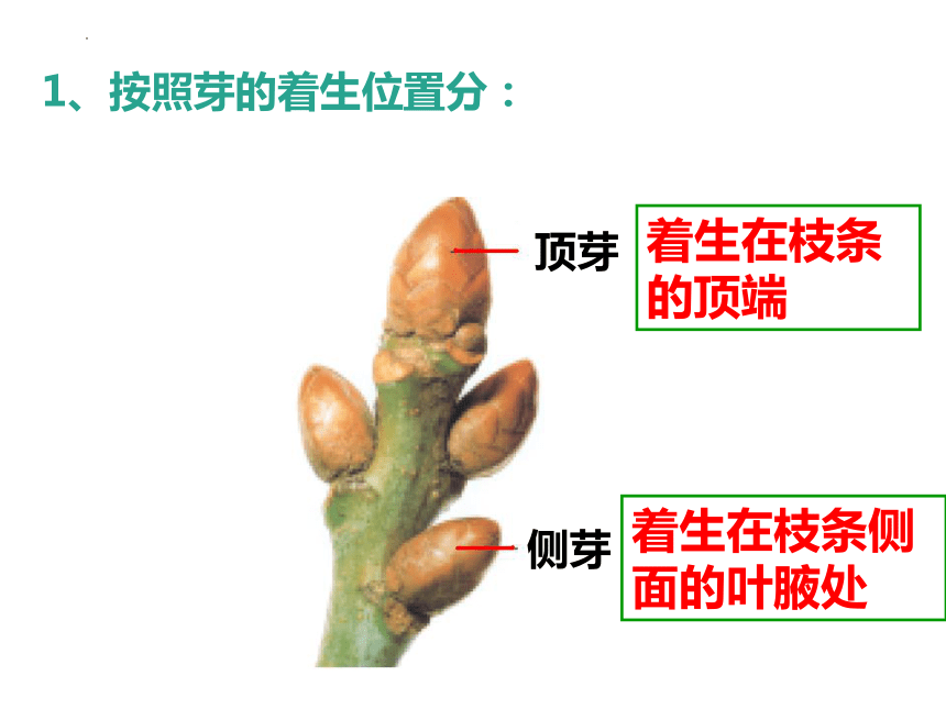 冬芽是什么季节形成的 冬芽孕育春天 植物冬芽结构示意图