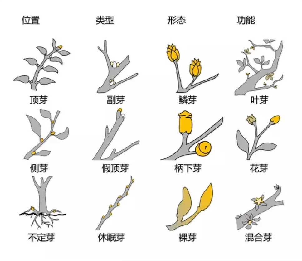 冬芽越冬 冬芽鳞片保护 冬芽叶芽花芽区别