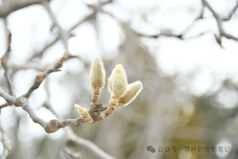 冬芽萌发过程 冬芽孕育春天 冬芽水培观察