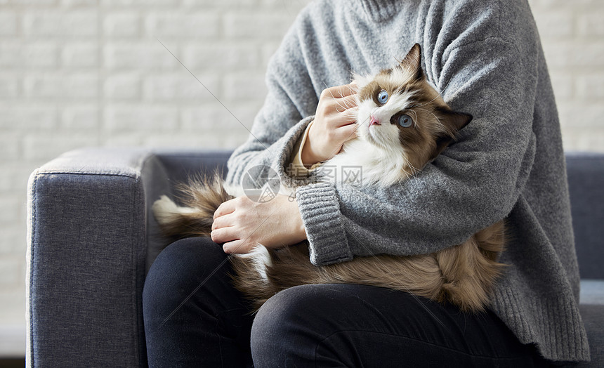 温馨猫咪日常陪伴治愈场景,猫咪与主人互动画面