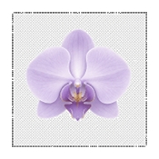 沐七(Morchid)1.4.27 社交聊天工具