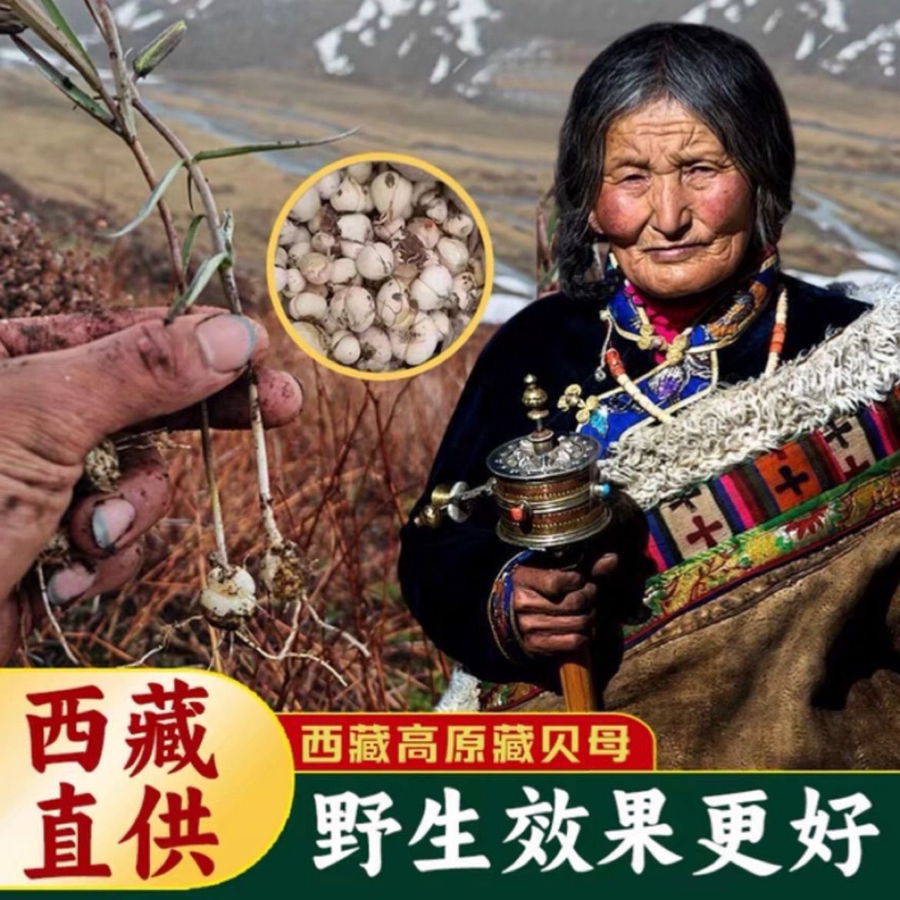 藏贝母 安卓版 高清图片
