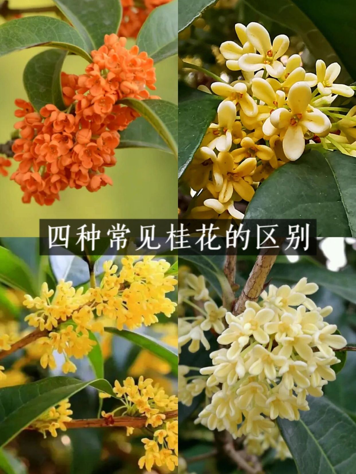 ��� ���ҶƬ��д ��𻨶�ϸ�� �����ζ�Ա�