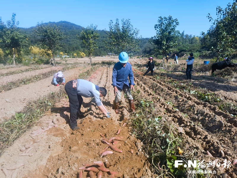 番薯地高产种植技巧与采收时间全解析
