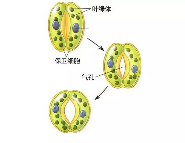 淘券优惠多多 安卓版 优惠券搜索界面