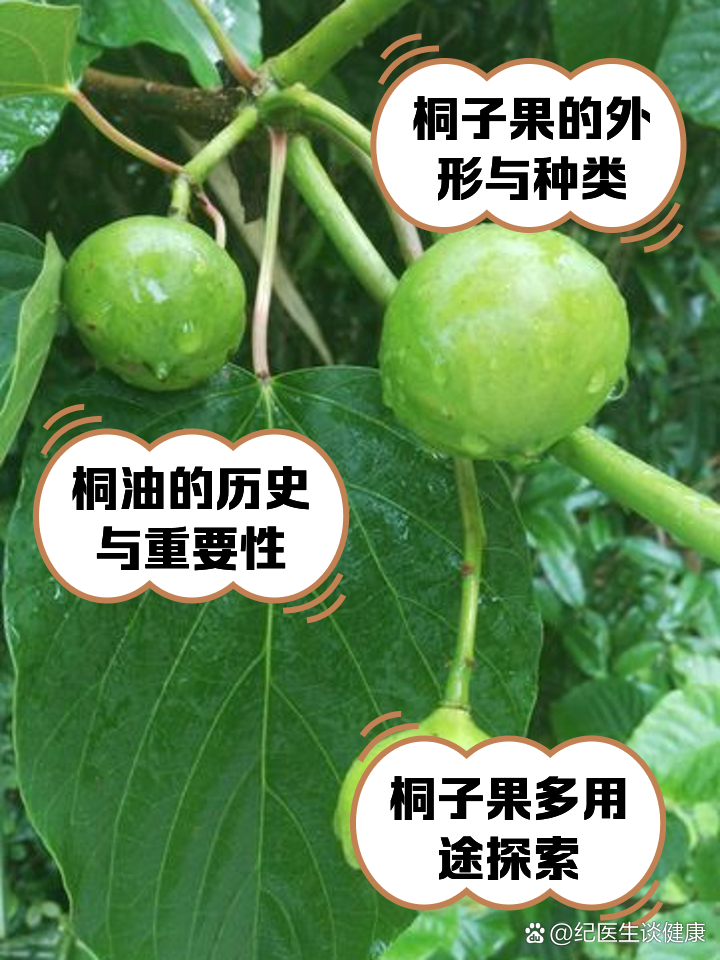 桐果 新鲜桐果外观与用途介绍配图