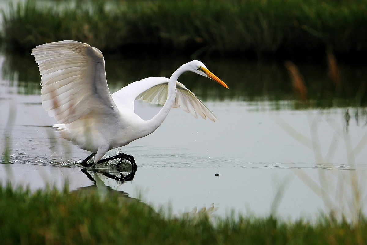 Go Birding 湿地公园清晨观鸟实拍场景